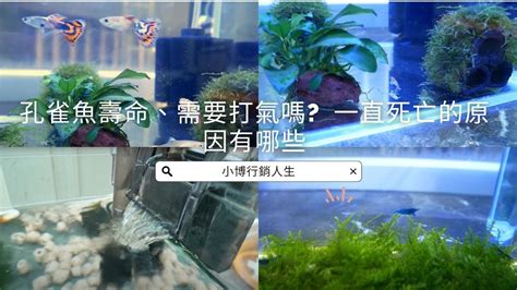 魚一直死怎麼辦